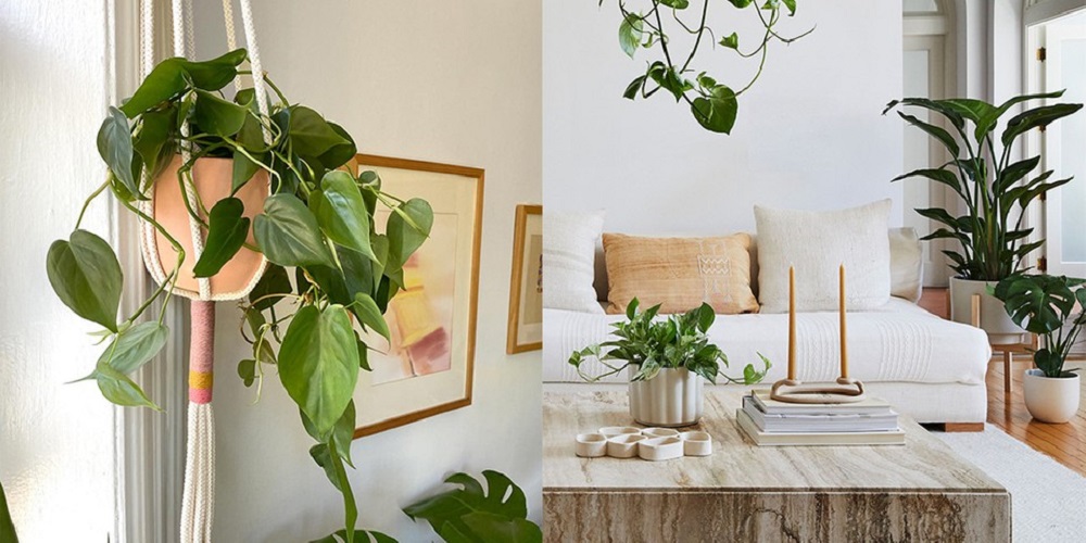 Hanging Plants For Interior Decor