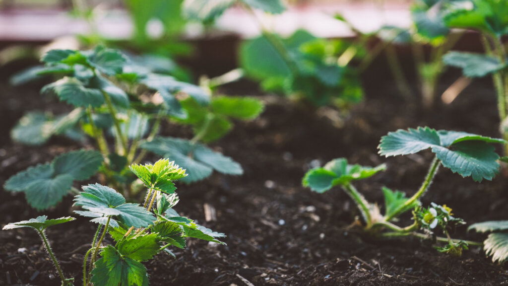 Unlock the Secrets of the Perfect Soil for Your Vegetable Garden