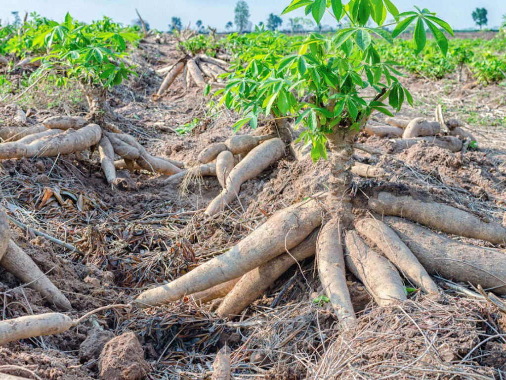 Essential Cassava Care and Pruning Advice from the Experts