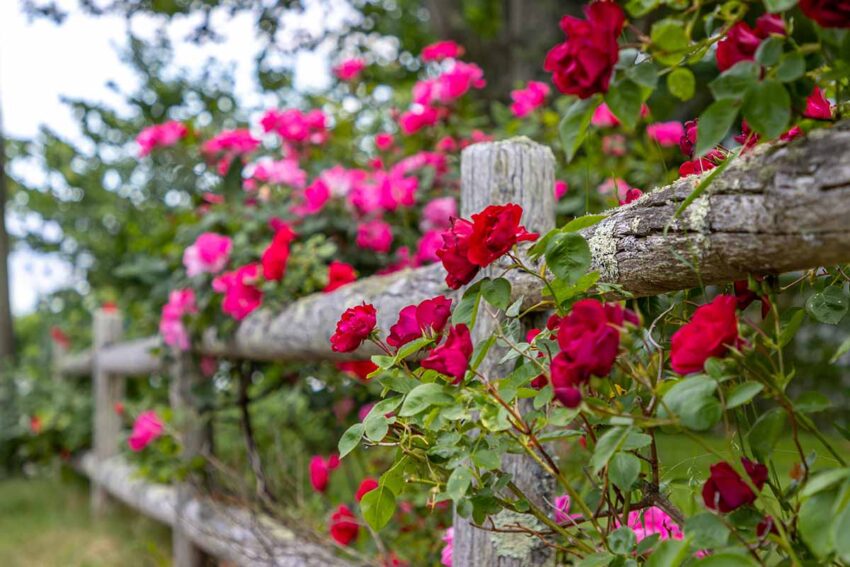 how to make climbing roses bloom more