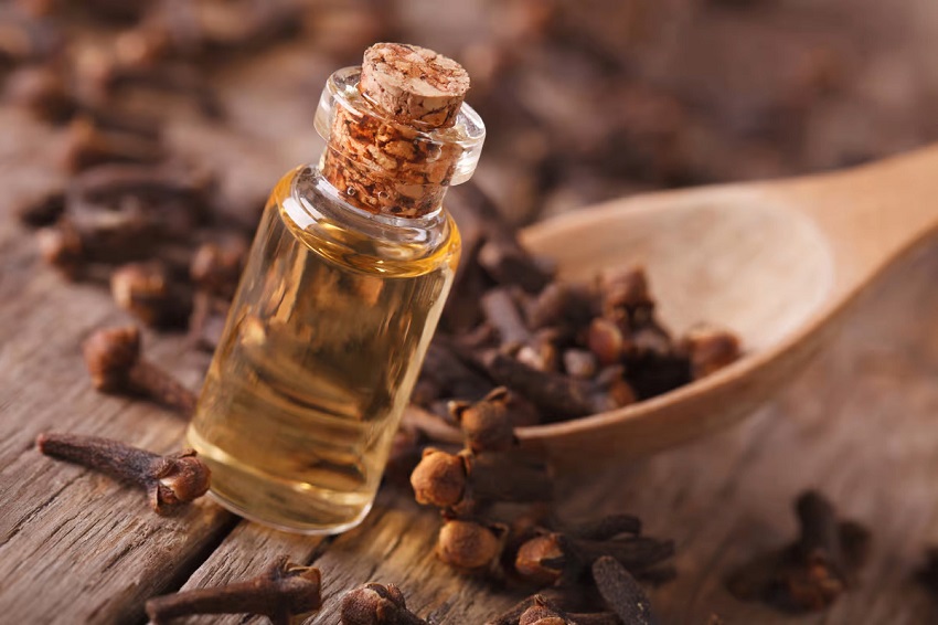 Why Does Clove Oil Kill Bugs: Benefits of Using Clove Oil