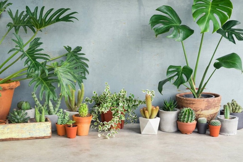 Stress Relief through Indoor Gardening