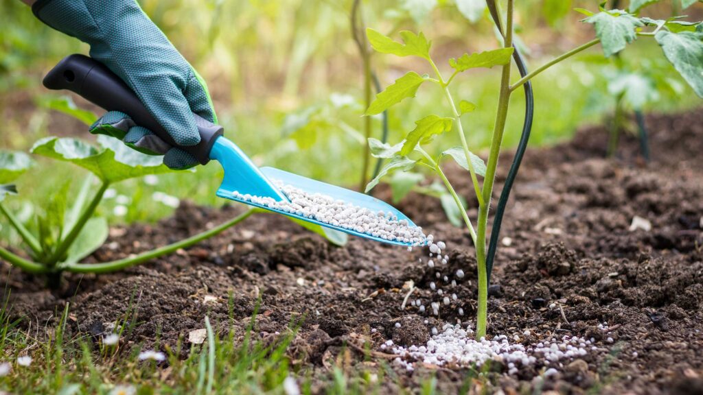Unlock Your Garden’s Potential: The Ultimate Guide to Applying Fertilizer Correctly