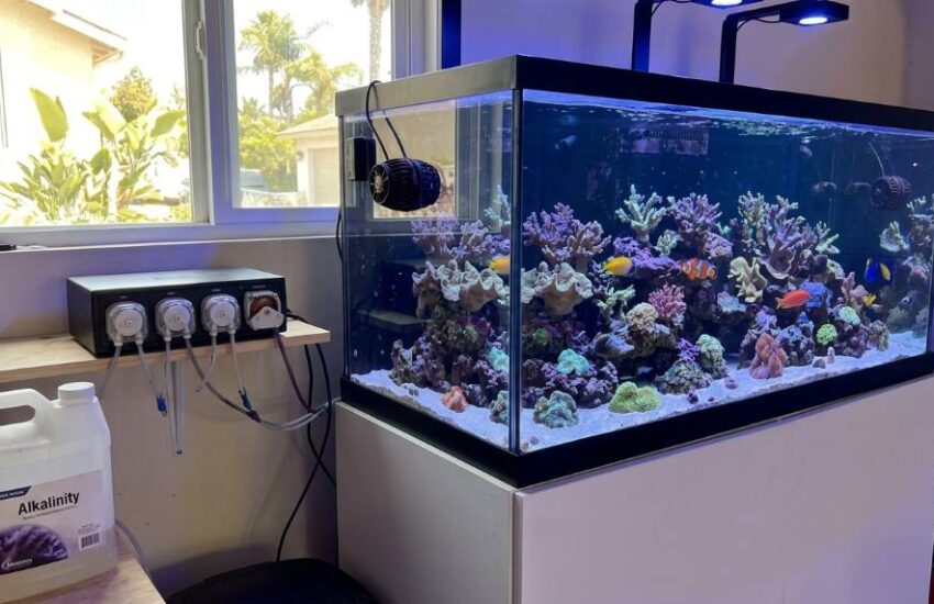 Reef aquarium showing stable alkalinity management